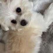 ヒメ日記 2025/09/13 01:24 投稿 メロンHIBIKIー響ー GOOD-グッド-