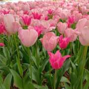 ヒメ日記 2025/04/26 19:51 投稿 森 人妻風俗チャンネル