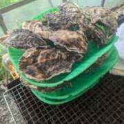 ヒメ日記 2025/04/30 09:45 投稿 森 人妻風俗チャンネル