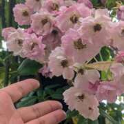 ヒメ日記 2025/06/07 14:22 投稿 森 人妻風俗チャンネル