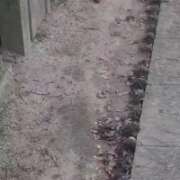 ヒメ日記 2025/09/13 17:00 投稿 森 人妻風俗チャンネル