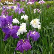 森 心地いい 人妻風俗チャンネル
