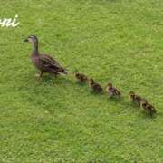 ヒメ日記 2026/07/01 07:09 投稿 森 人妻風俗チャンネル