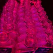 ヒメ日記 2025/05/29 13:15 投稿 にの banana