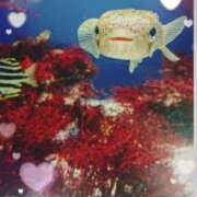 ヒメ日記 2025/04/09 10:04 投稿 わかな 三重松阪ちゃんこ