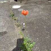 ヒメ日記 2025/04/23 07:45 投稿 あずさ先生 女教師