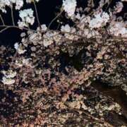 ヒメ日記 2025/04/06 13:49 投稿 小野寺あや 池袋パラダイス