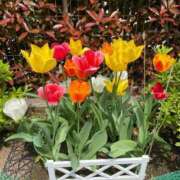 ヒメ日記 2025/04/19 18:29 投稿 小野寺あや 池袋パラダイス