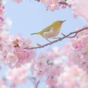 ヒメ日記 2026/03/24 15:22 投稿 高月 はな SUMIRE