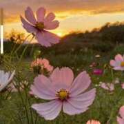 ヒメ日記 2026/04/13 17:49 投稿 高月 はな SUMIRE