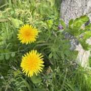 ヒメ日記 2025/04/07 10:24 投稿 木村 優希 こあくまな熟女たち豊橋店（KOAKUMAグループ）