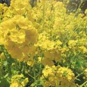 ヒメ日記 2025/03/23 12:14 投稿 羽宮 すず［L］ モンテクラブ