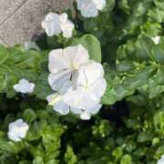 ヒメ日記 2025/09/13 18:31 投稿 みづき かりんと秋葉原