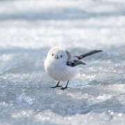 ヒメ日記 2025/03/19 18:21 投稿 松風　凛 Eureka！EGOIST～エゴイスト～-美とエロスの饗宴