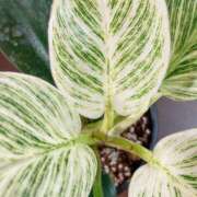 ヒメ日記 2025/04/08 21:03 投稿 松風　凛 Eureka！EGOIST～エゴイスト～-美とエロスの饗宴