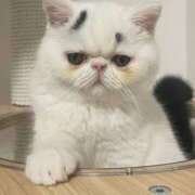 ヒメ日記 2025/12/21 17:23 投稿 雪村　あおい Eureka！EGOIST～エゴイスト～-美とエロスの饗宴