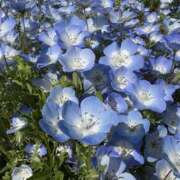 ヒメ日記 2025/05/17 22:34 投稿 るい 錦糸町ミセスアロマ（ユメオト）