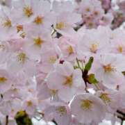 ヒメ日記 2025/03/25 15:08 投稿 ななせ【伝説人気姫奇跡の復帰】 Beppin house