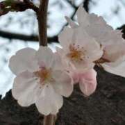 ヒメ日記 2025/03/27 07:50 投稿 ななせ【伝説人気姫奇跡の復帰】 Beppin house