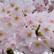 ヒメ日記 2025/04/01 17:31 投稿 ななせ【伝説人気姫奇跡の復帰】 Beppin house