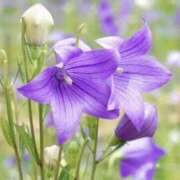 ヒメ日記 2025/12/05 15:00 投稿 ななせ【伝説人気姫奇跡の復帰】 Beppin house