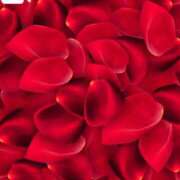 ヒメ日記 2026/02/23 00:20 投稿 ななせ【伝説人気姫奇跡の復帰】 Beppin house