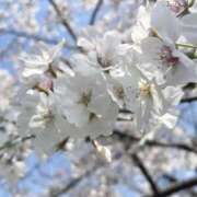 ヒメ日記 2026/04/05 19:40 投稿 わこ 熟女の風俗最終章 蒲田店