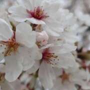 ヒメ日記 2026/04/06 11:10 投稿 わこ 熟女の風俗最終章 蒲田店