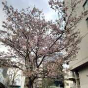 ヒメ日記 2025/04/04 14:40 投稿 美咲 人妻ヒップライン