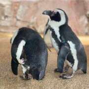 ヒメ日記 2025/04/03 12:27 投稿 るる ドMバスターズ 京都店