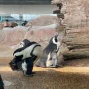 ヒメ日記 2025/04/29 12:57 投稿 るる ドMバスターズ 京都店