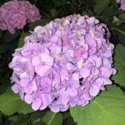 ヒメ日記 2025/06/25 12:42 投稿 ひな 西川口マーメイド