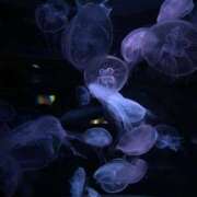 ヒメ日記 2025/03/13 17:45 投稿 穂乃花-ほのか- 淫らなオンナ性体師･･･そして曖昧なひと時(本格派オイル性感マッサージ)