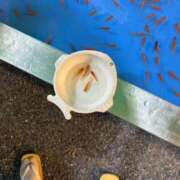 ヒメ日記 2025/08/24 10:46 投稿 まみ 池袋マリン別館