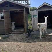ヒメ日記 2025/08/03 11:20 投稿 きき イエローキャブ