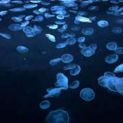 ヒメ日記 2025/08/05 18:31 投稿 きき イエローキャブ