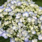 ヒメ日記 2025/05/23 20:34 投稿 はづき Hip's千葉駅前店