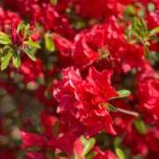 ヒメ日記 2025/07/03 05:15 投稿 春(はる) 相模原人妻城