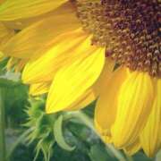 春(はる) 13時から出勤します♪ 相模原人妻城