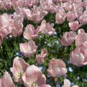 ヒメ日記 2025/06/14 21:02 投稿 すずな 相模原のおばちゃんデリヘル  オバタリAnn