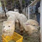 ヒメ日記 2026/01/04 14:48 投稿 ななせ【MTX】【体験入店】 ソープランド AQUA（アクア）