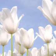 ヒメ日記 2026/03/10 21:49 投稿 ななせ【MTX】【体験入店】 ソープランド AQUA（アクア）