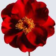 ヒメ日記 2025/04/02 16:24 投稿 べに 即アポ奥さん～浜松店～