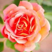 ヒメ日記 2025/04/16 14:34 投稿 べに 即アポ奥さん～浜松店～