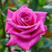 ヒメ日記 2025/05/23 18:34 投稿 べに 即アポ奥さん～浜松店～