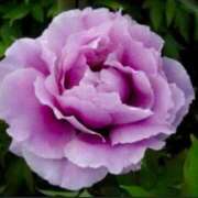 ヒメ日記 2025/06/04 17:41 投稿 べに 即アポ奥さん～浜松店～