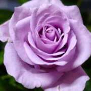 ヒメ日記 2025/06/20 21:14 投稿 べに 即アポ奥さん～浜松店～