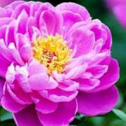 ヒメ日記 2025/07/02 13:34 投稿 べに 即アポ奥さん～浜松店～