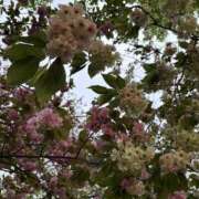 ヒメ日記 2025/04/24 12:06 投稿 紗由 モアグループ所沢人妻城