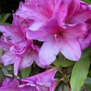 ヒメ日記 2025/05/08 09:57 投稿 紗由 モアグループ所沢人妻城